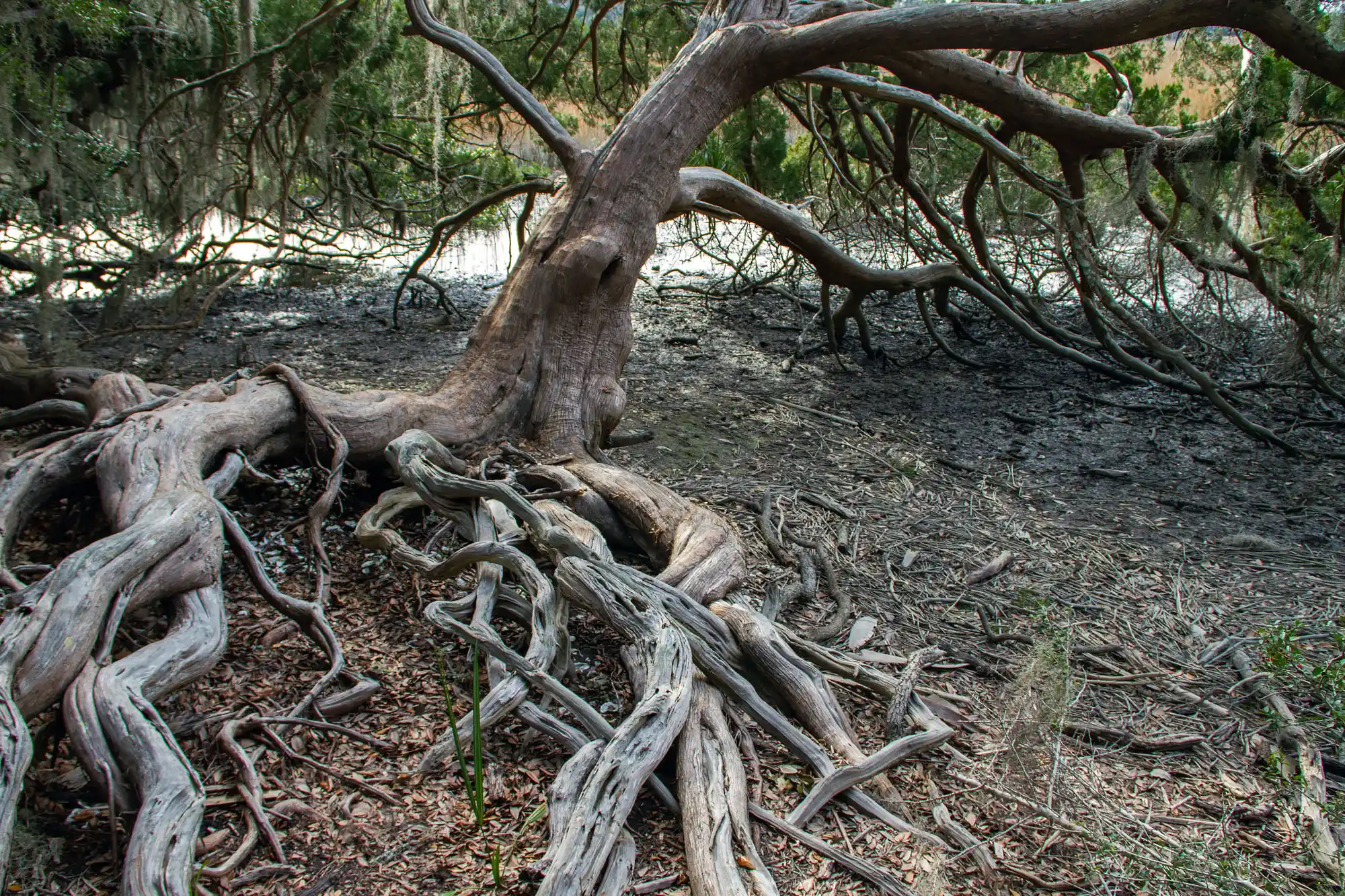 Roots of an old tree on Skidaway Island near Savannah