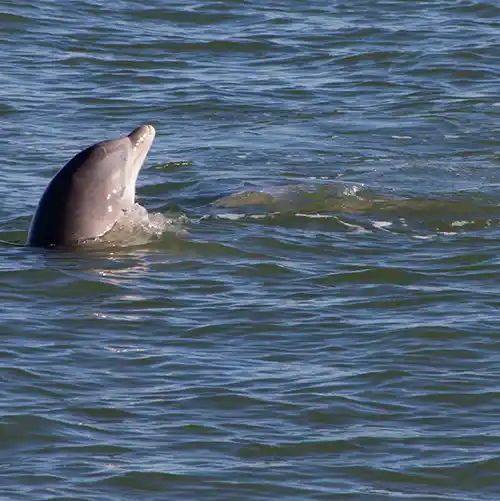 Dolphin Tour Savannah