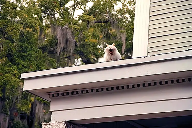 Cat singing in Savannah