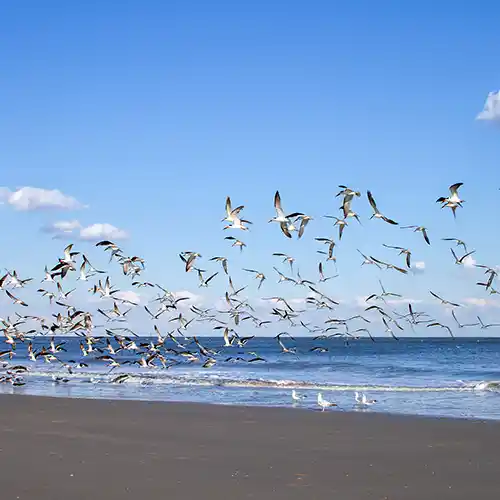 Tybee Island Birds