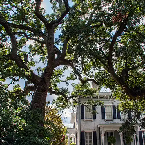 Washington Square Savannah Tree