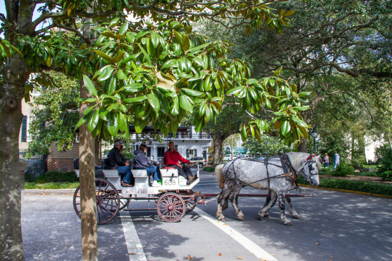 Magnolia Tours Horse Washington