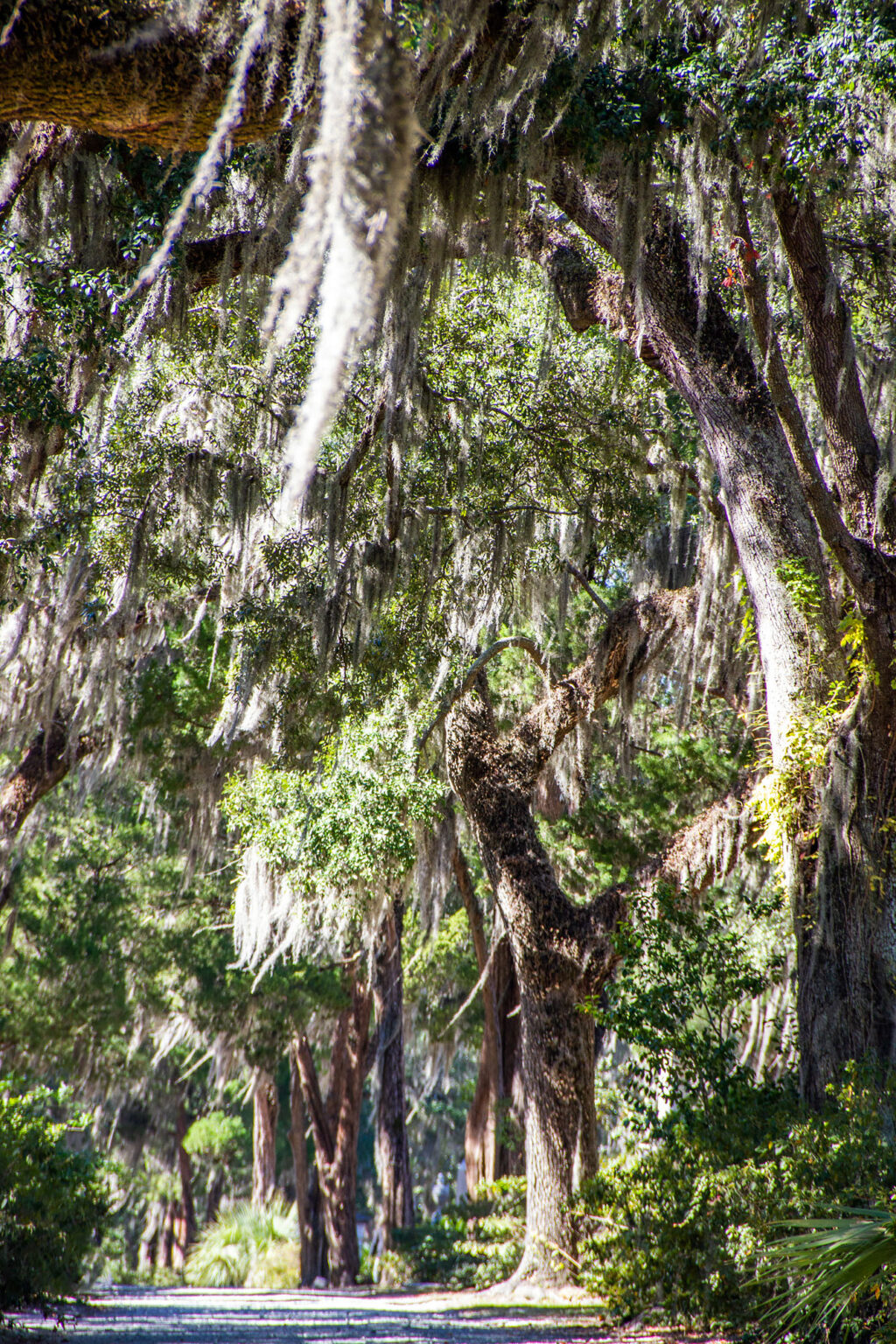 Bonaventure Cemetery - Good Fortune Comes to Those Who Die - For 91 ...