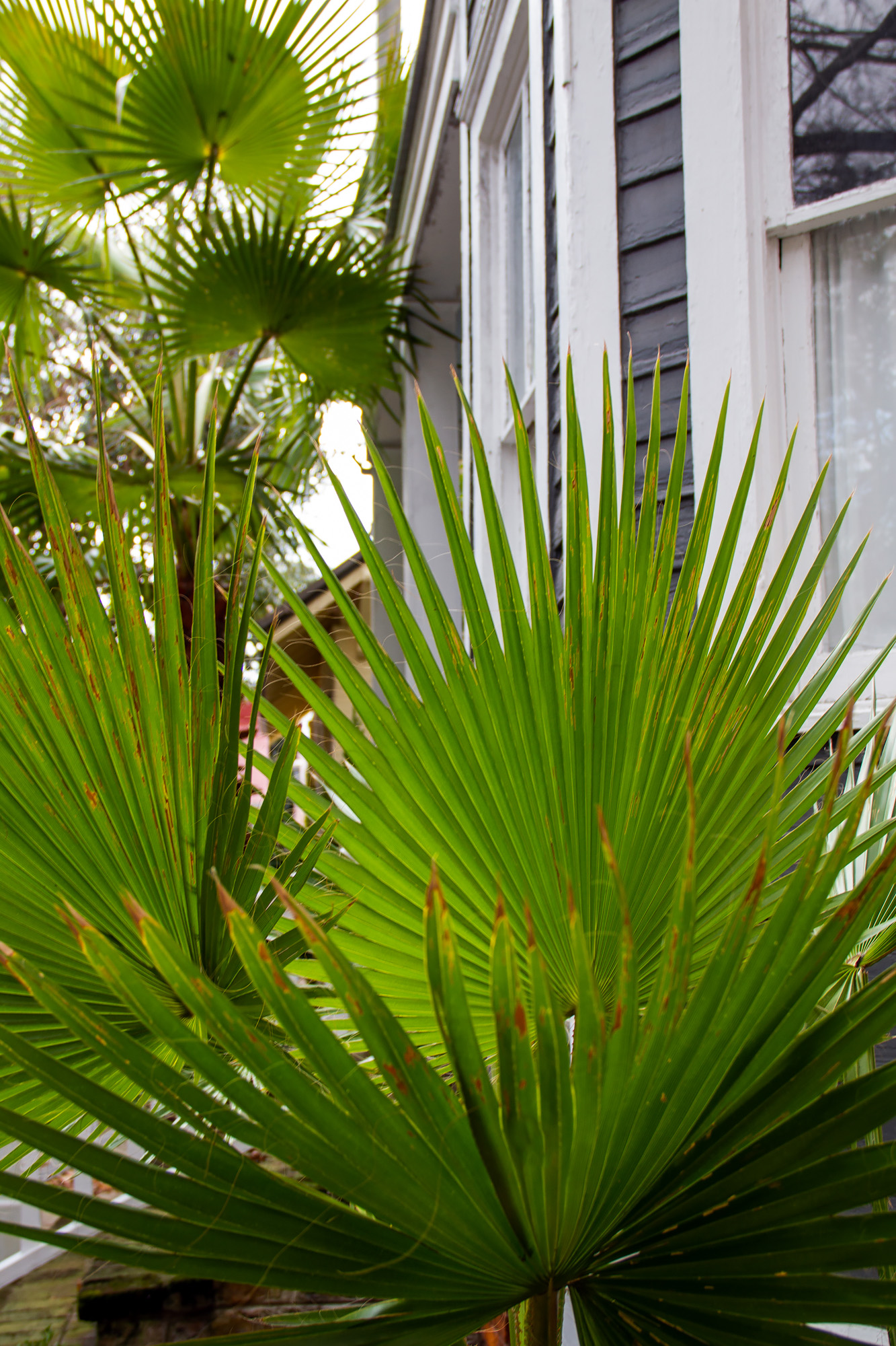 Savannah Greene Square palm tree