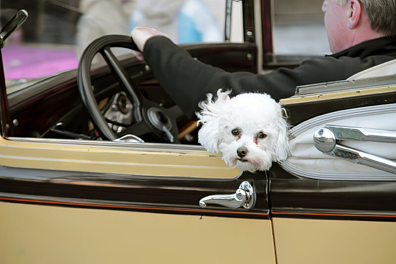 White fluffy god in an oldtimer