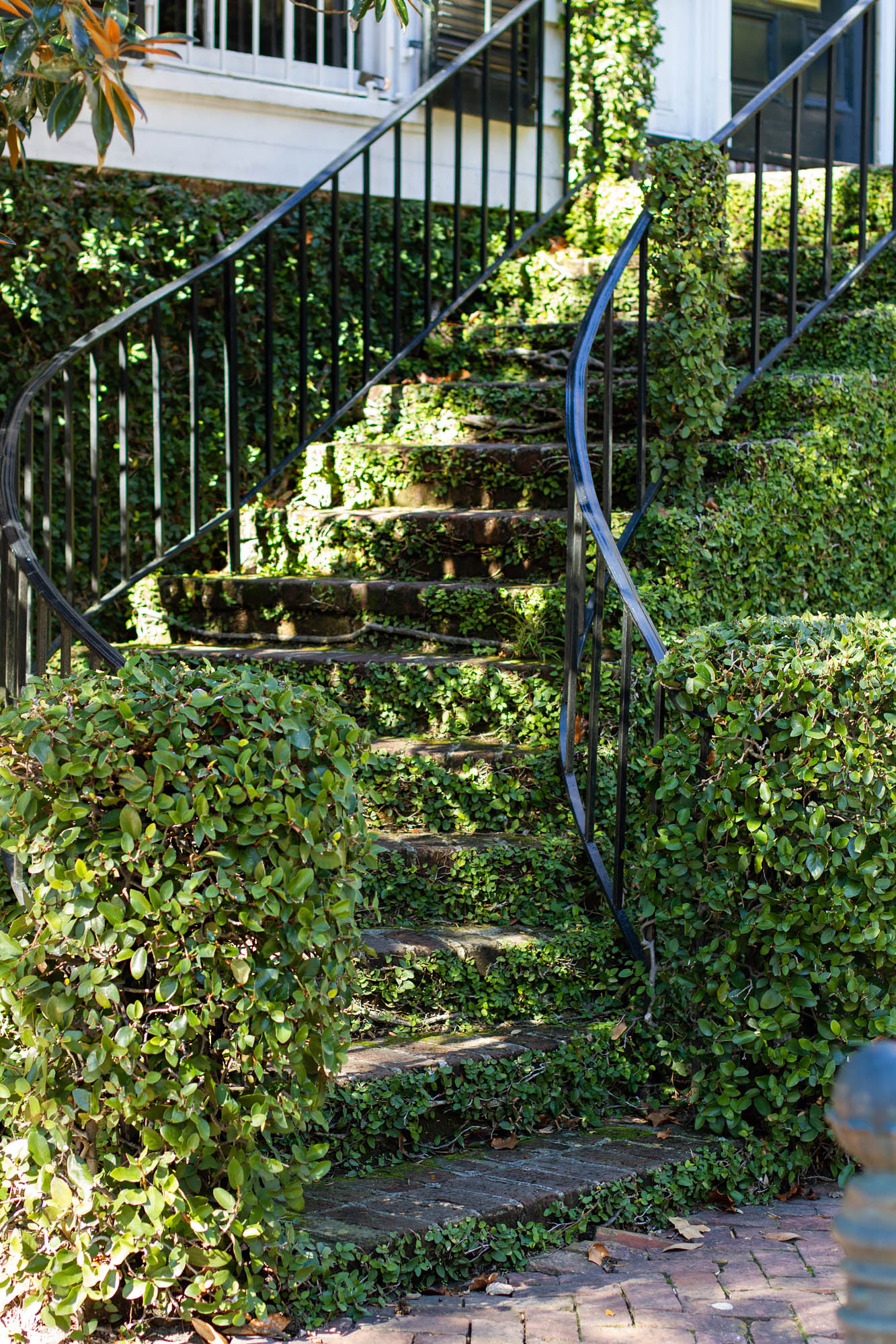 Plant over grown stairs