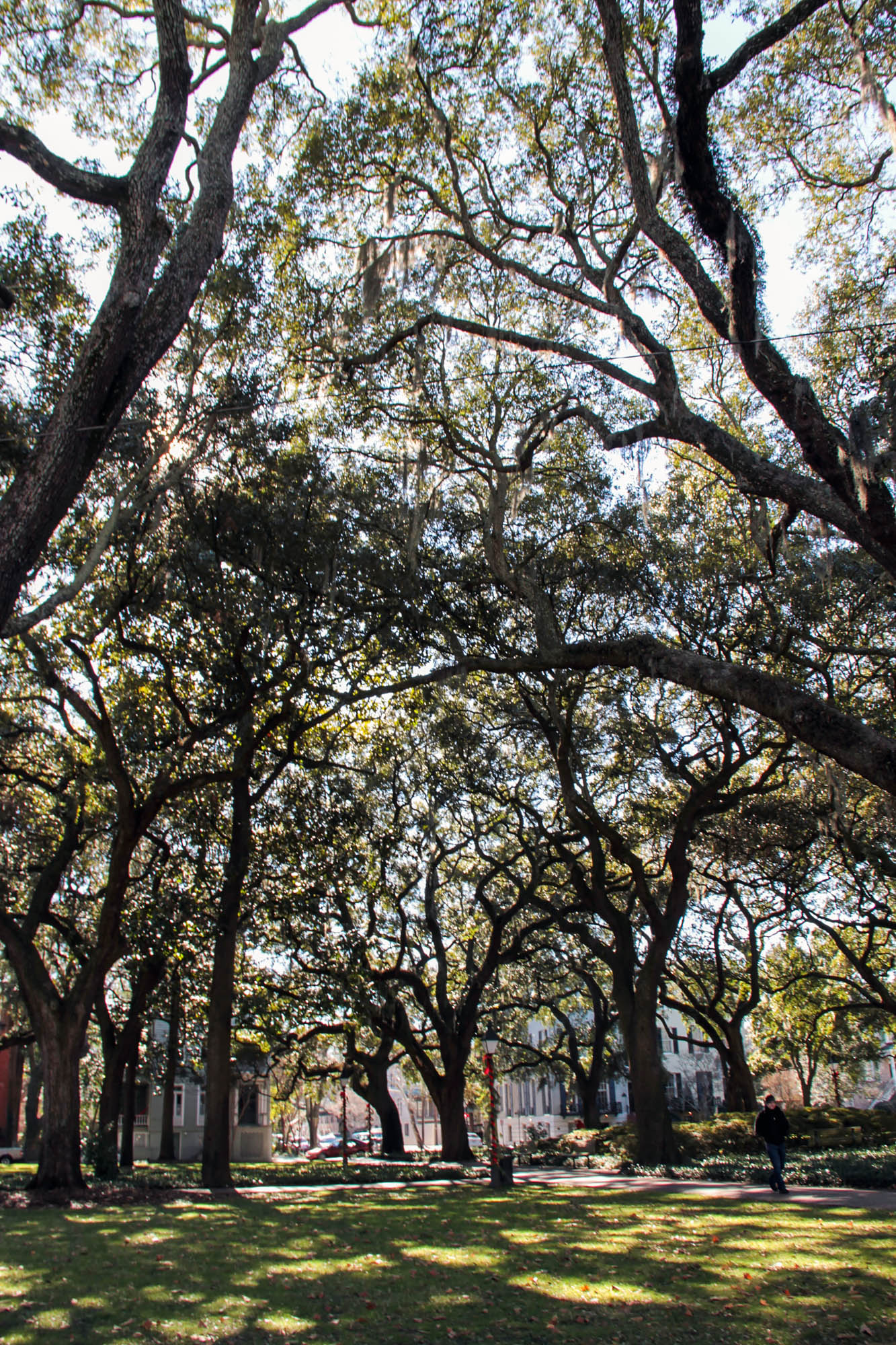 Pulaski Square oak trees
