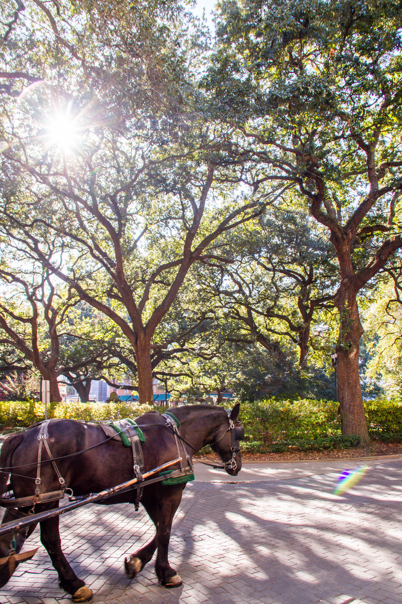 Horse ride Savannah Squares