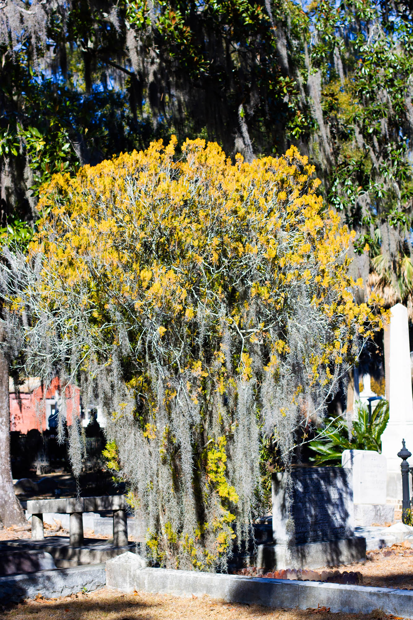 Yellow flowered cemetery bush