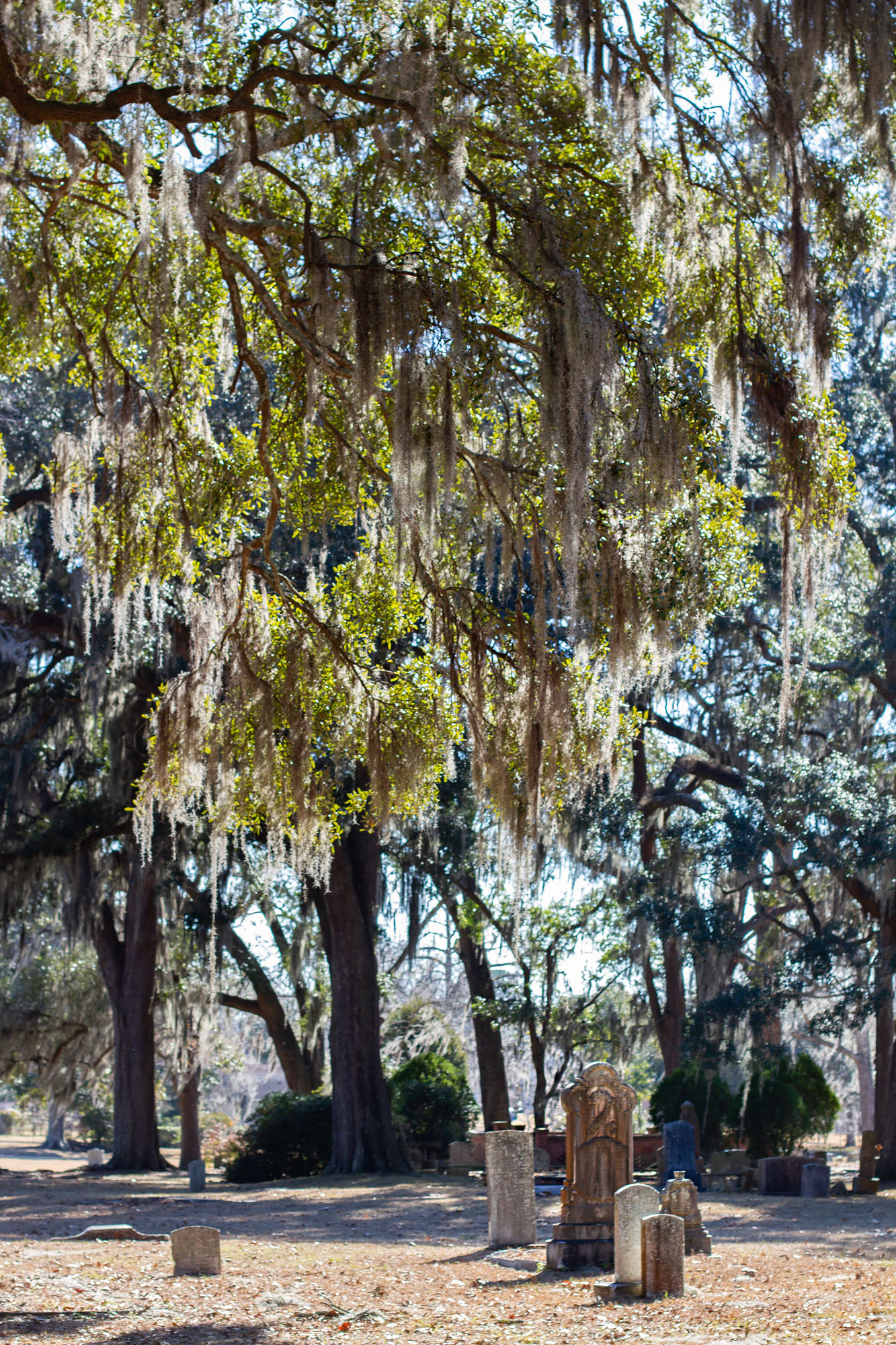 South Laurel Grove Cemetery in Savannah