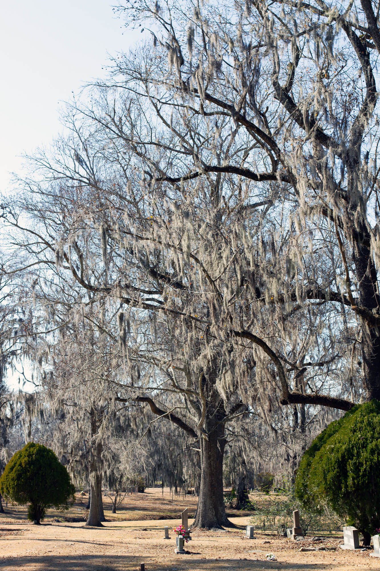 Cemetery Spanish Moss in Savannah