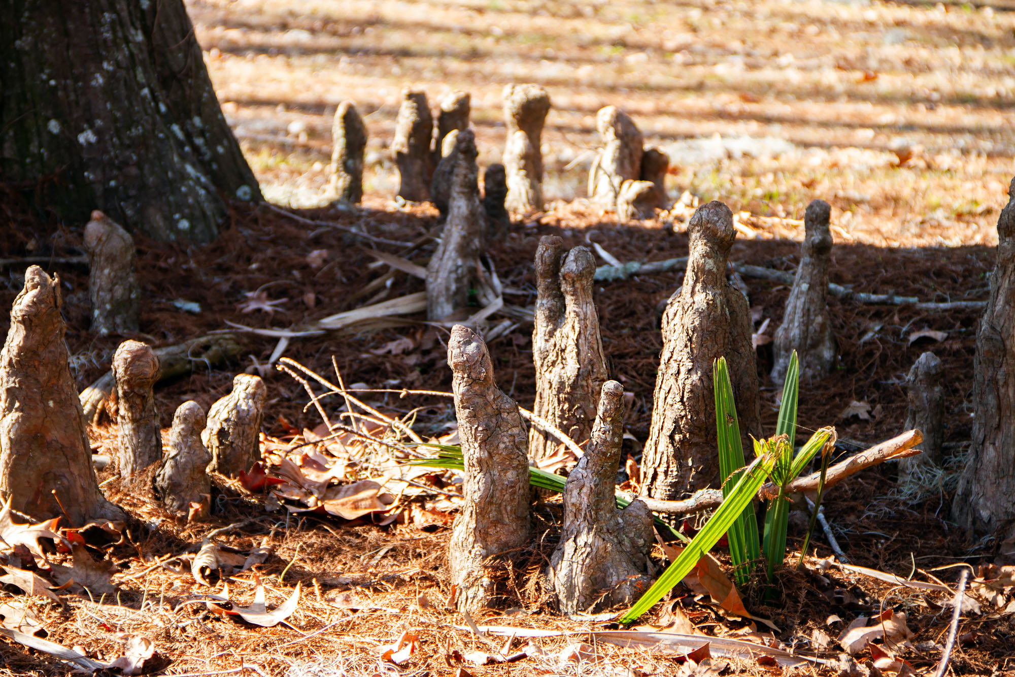 Strange tree roots in Savannah