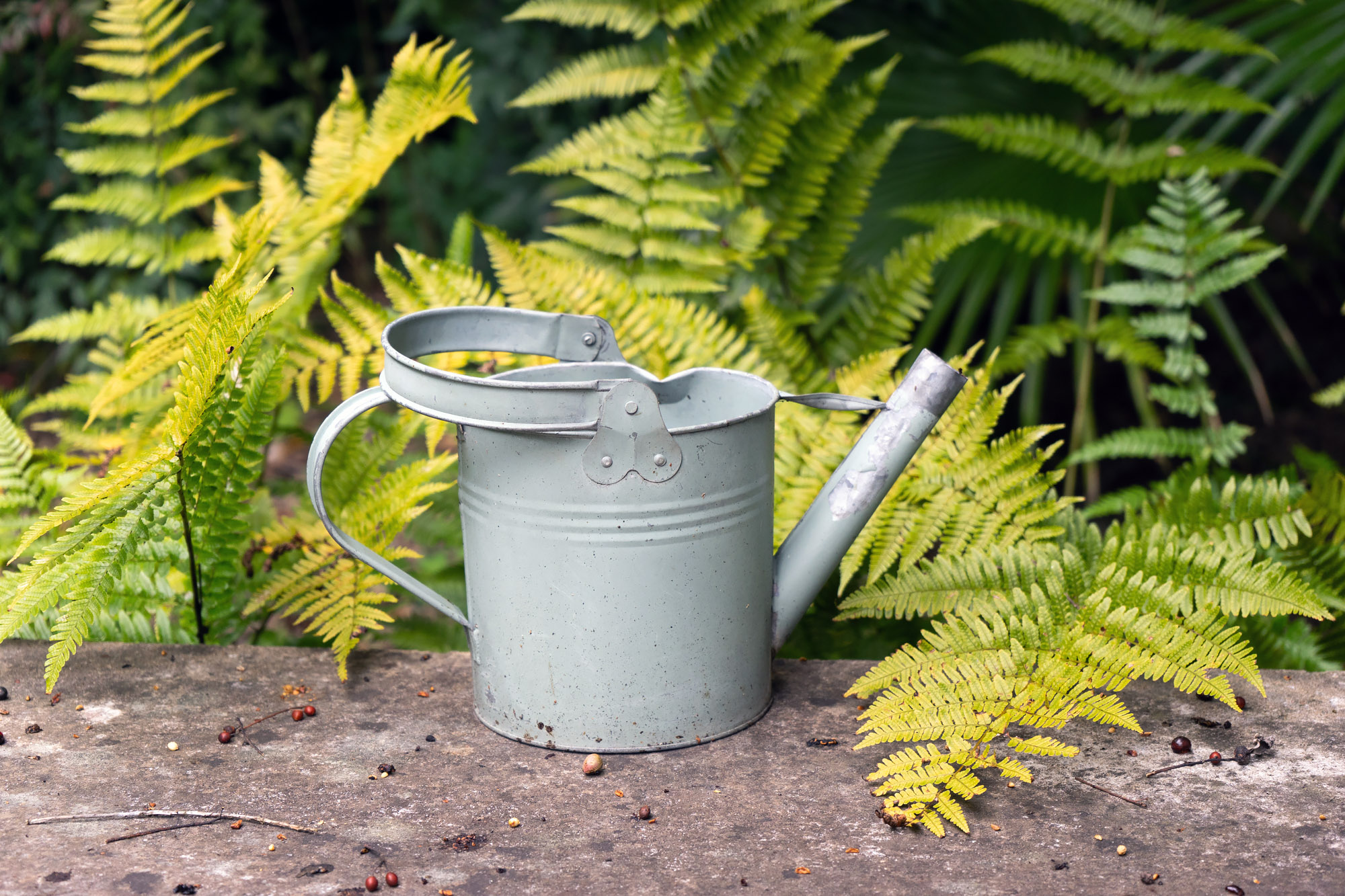 metal watering can with ferns
