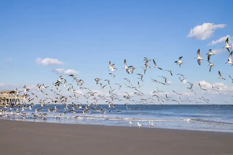 Birds on Tybee Island