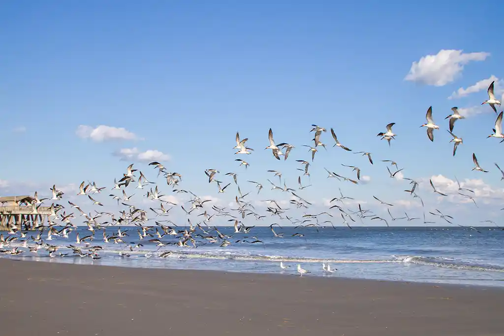 Birds on Tybee Island