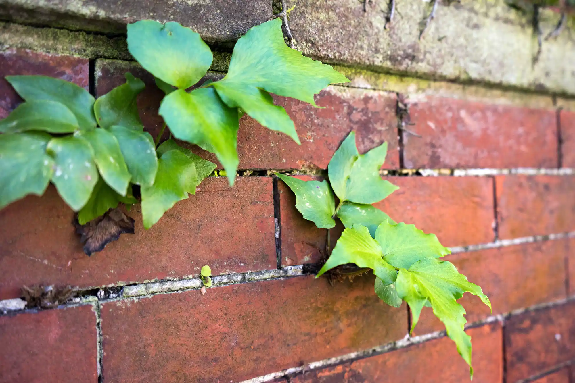 Plants growing out of brickstone