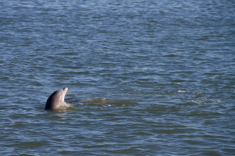 Dolphin looking out of the water