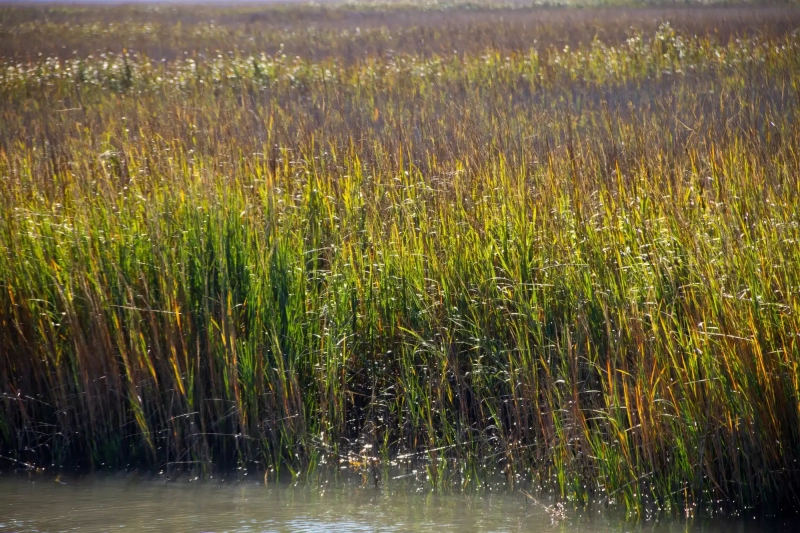 Tybee island marsh