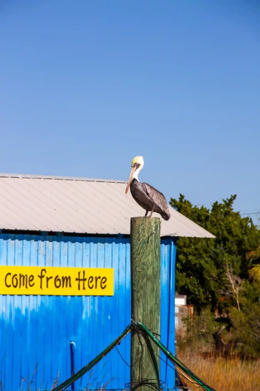 Pelican chilling on Tybee Island