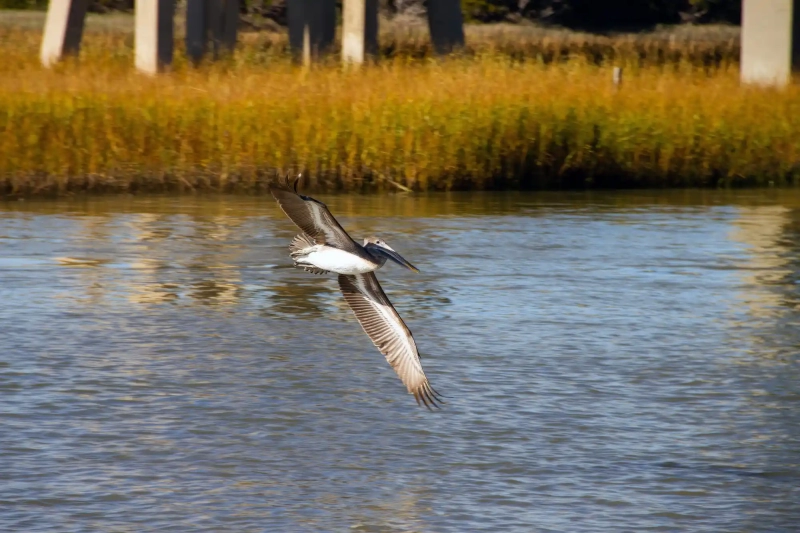 Pelican flying