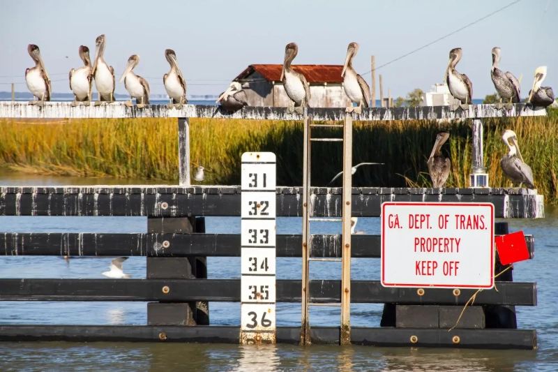 Pelicans of Tybee Island