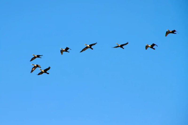 Bird formation over Tybee Island