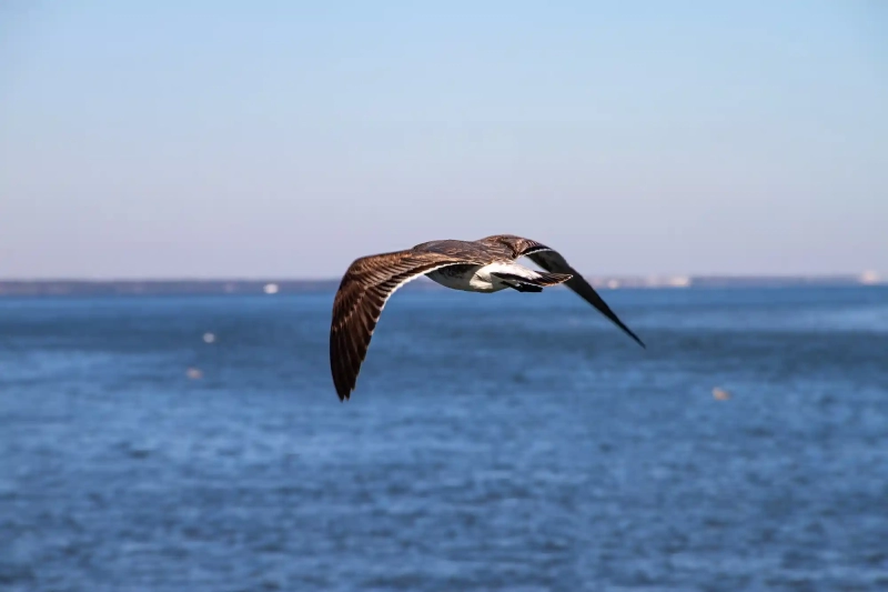 Bird Flying on Tybee