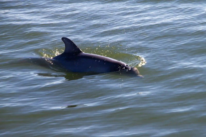Fin of a dolphin