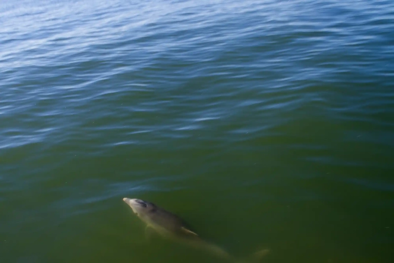 Dolphin in green water