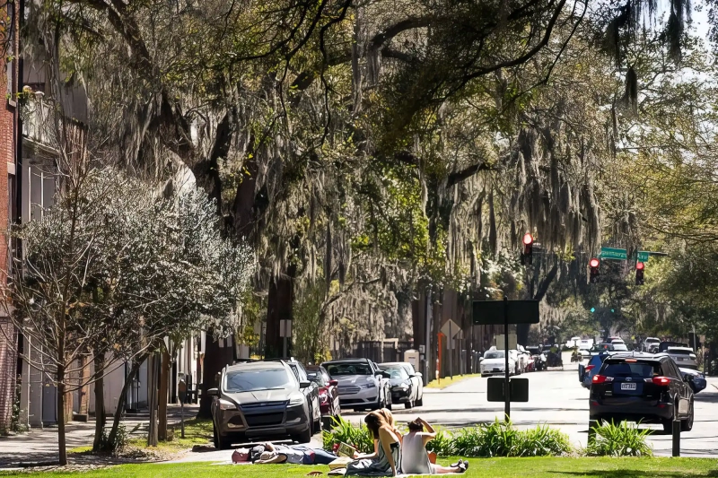 Spanish Moss Trees