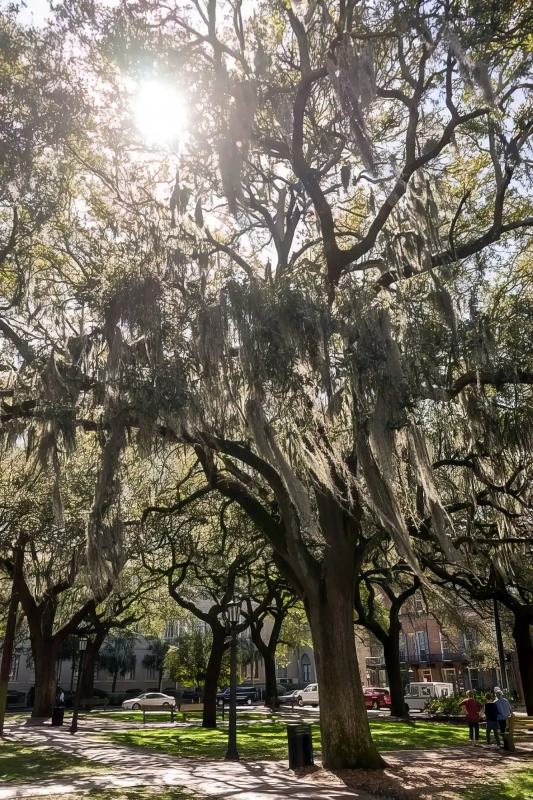 Oak trees at Oglethorpe Square
