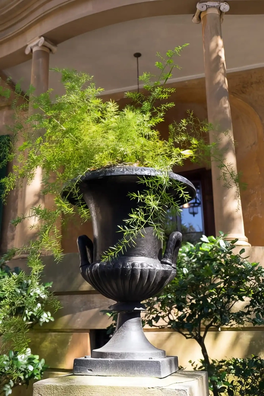 Oglethorpe Fern