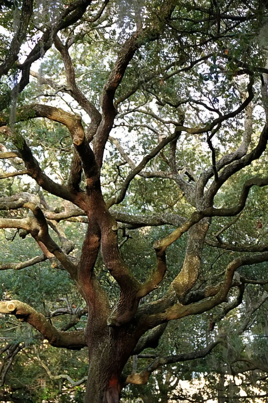 Beautiful Savannah Oak Tree