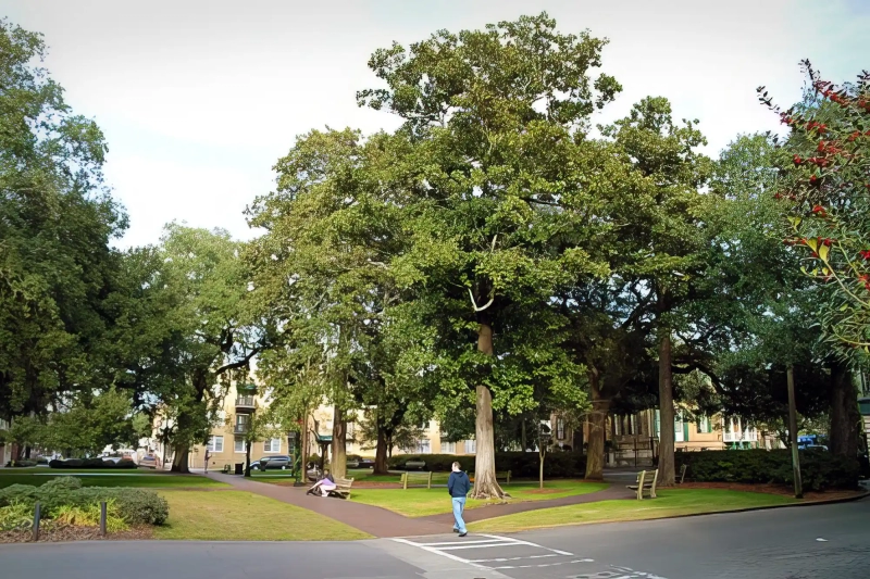 Square called Oglethorpe