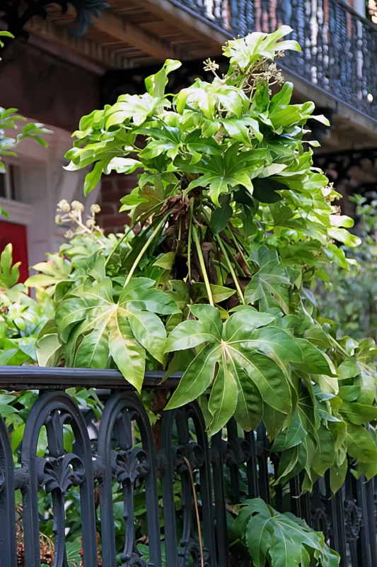 Lush Savannah