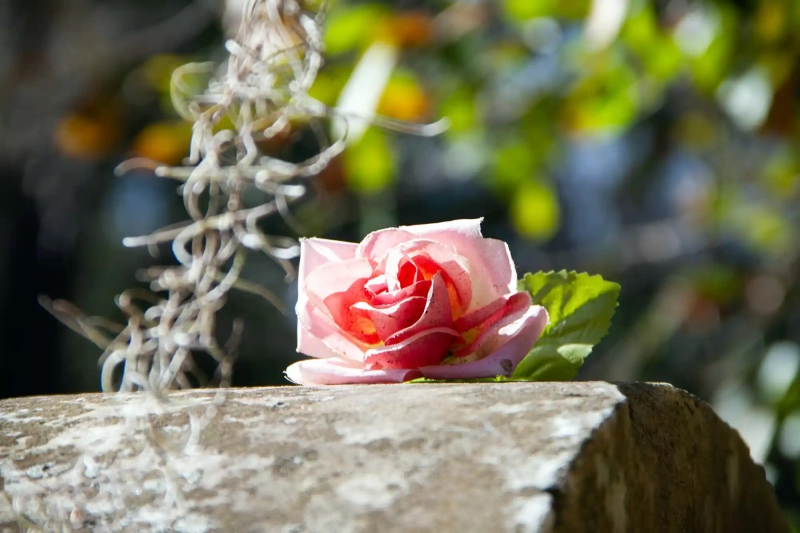 Pink plastic rose 