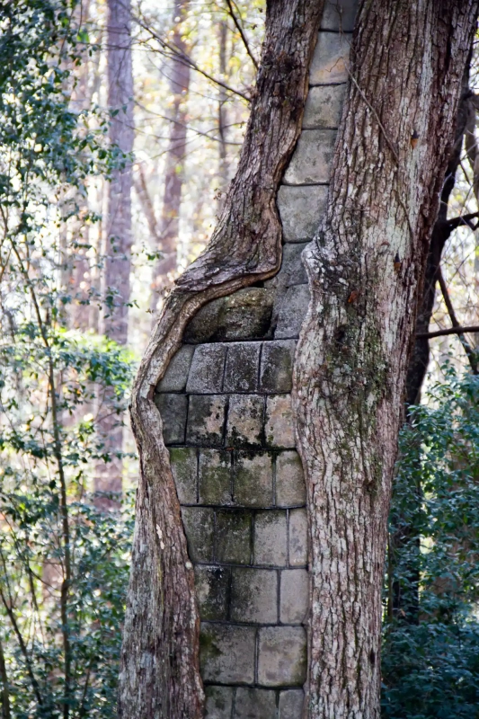 Brick inside a tree