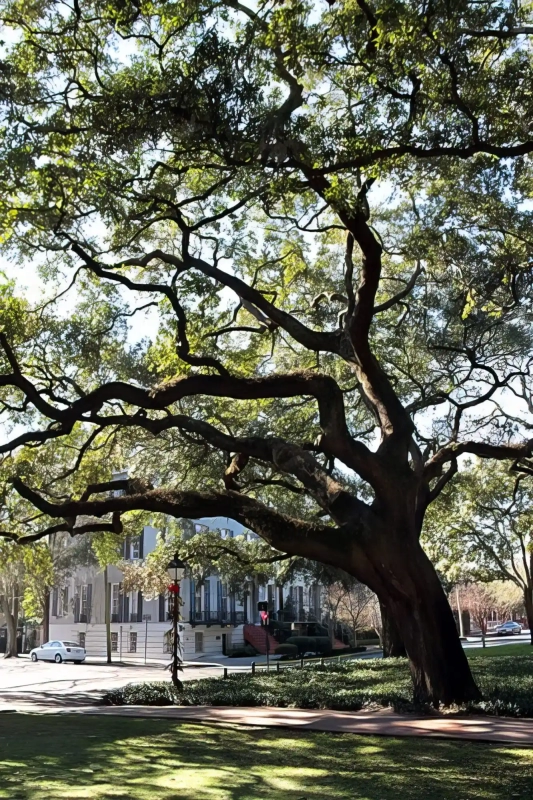 Oak Tree Branches