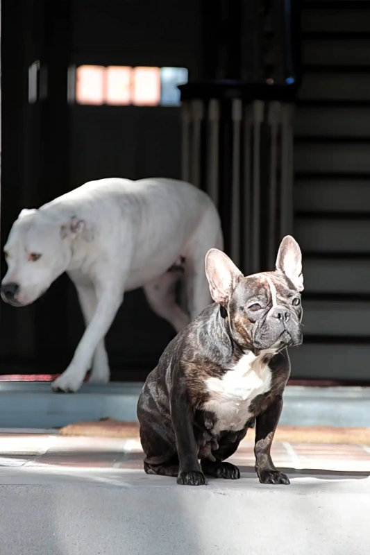 French Bulldog Chucky