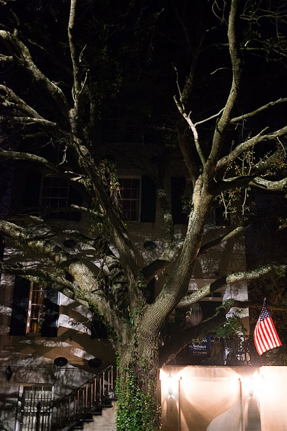 Night Tree Savannah