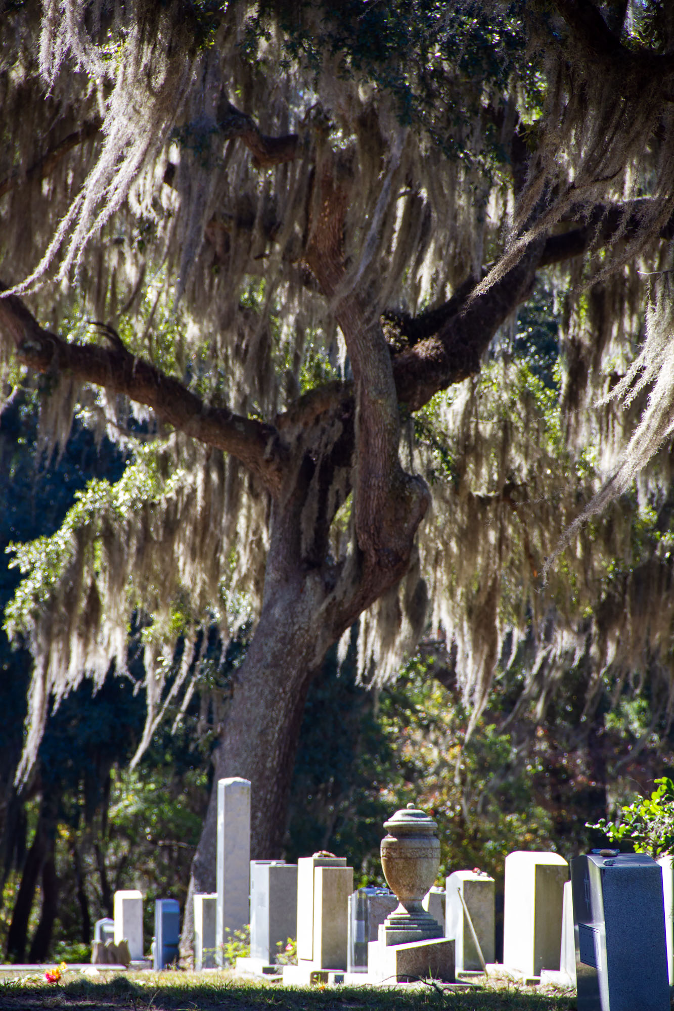 Spanish Moss and graves in Savannah