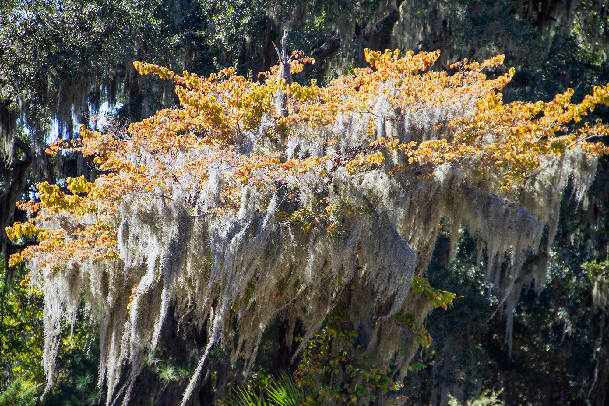 Odd tree with Spanish Moss in Savannah