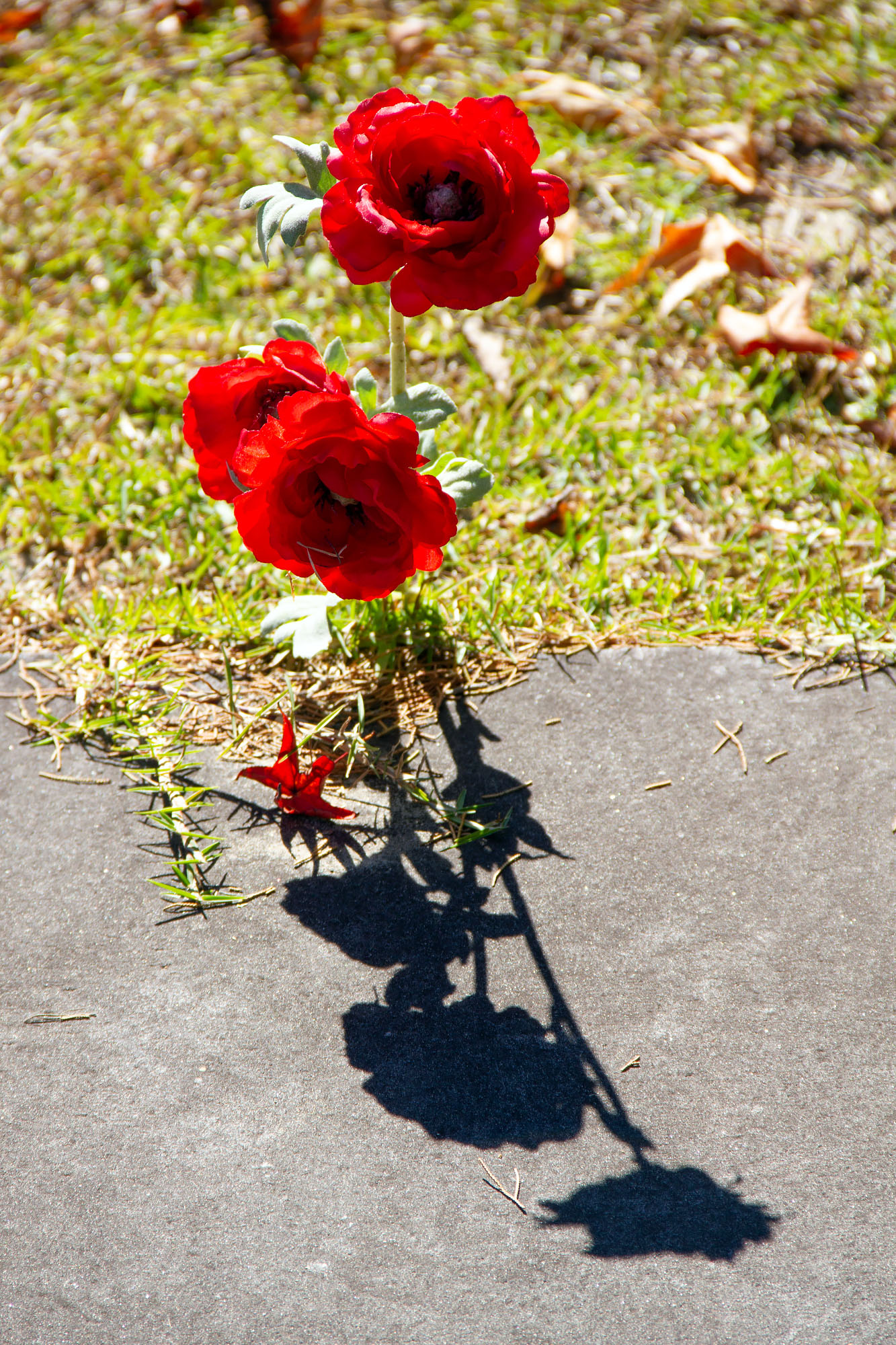 Roses at a grave