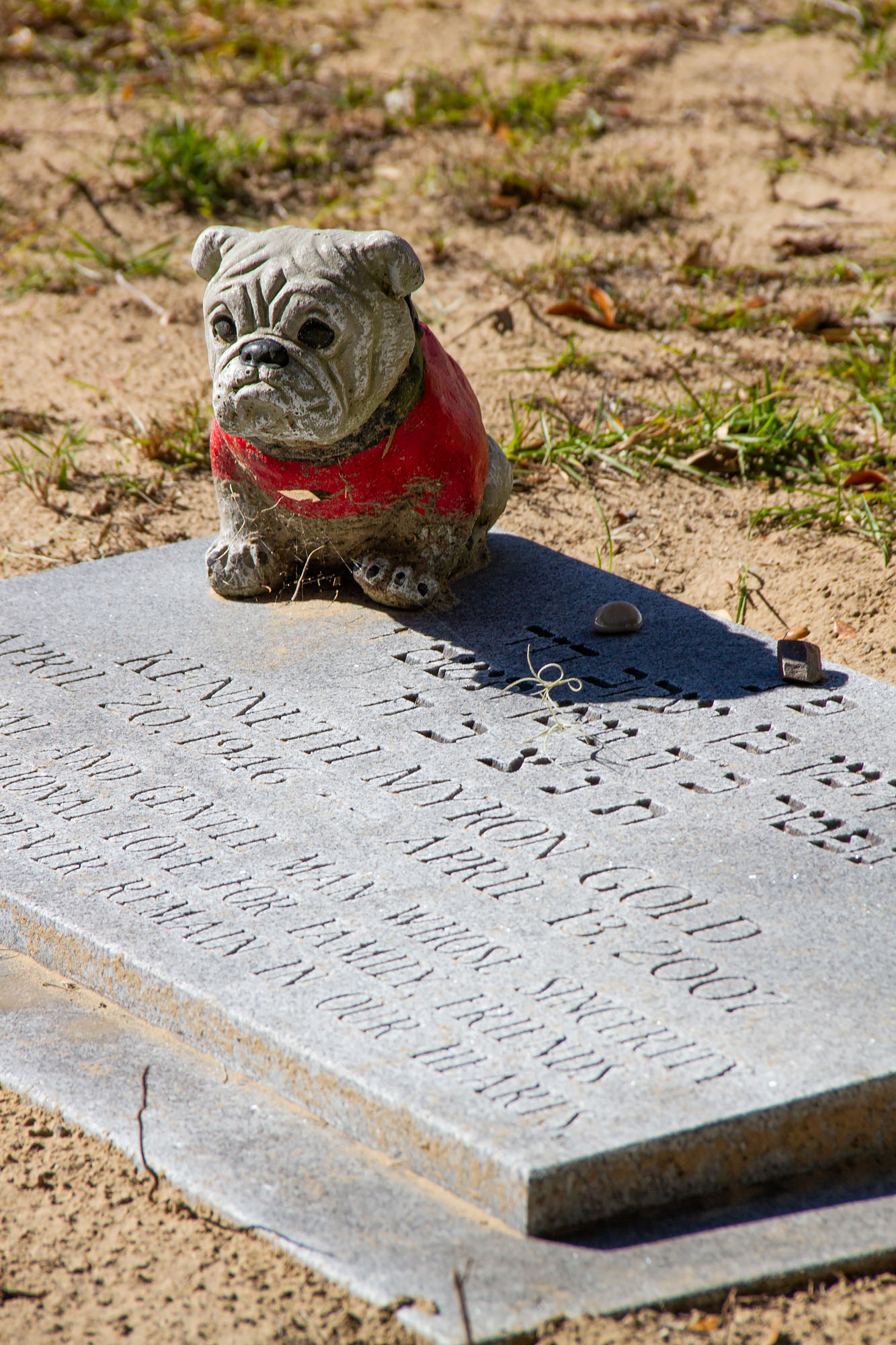 Little bulldog sitting on grave plate