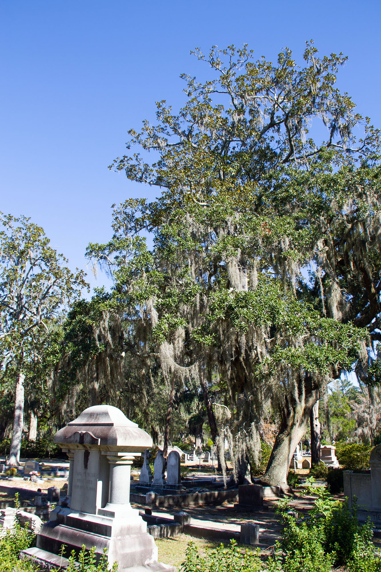Graves and Spanish Moss at the Bonaventure Cemetery
