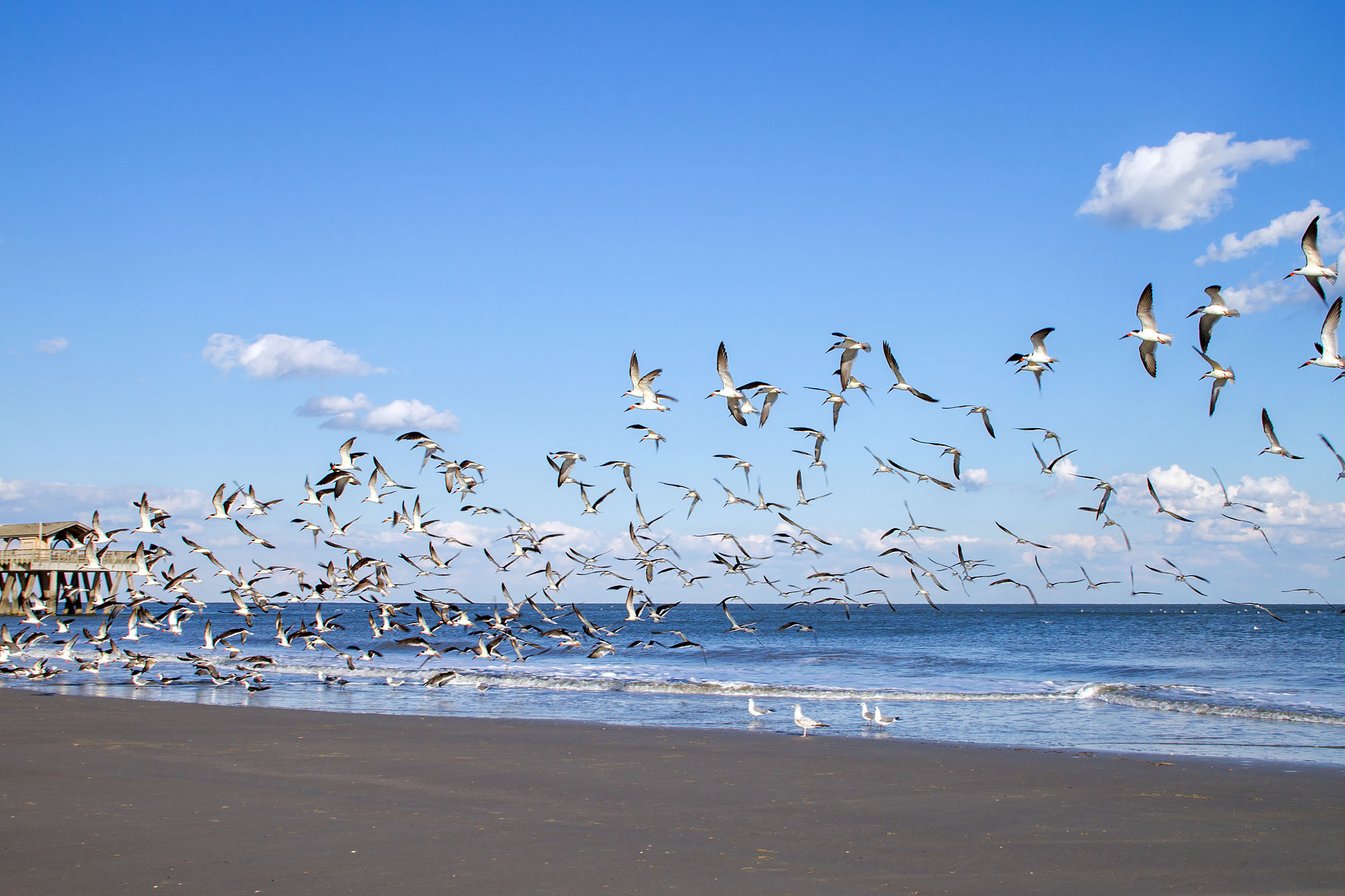 Tybee Island birds flying over the beach