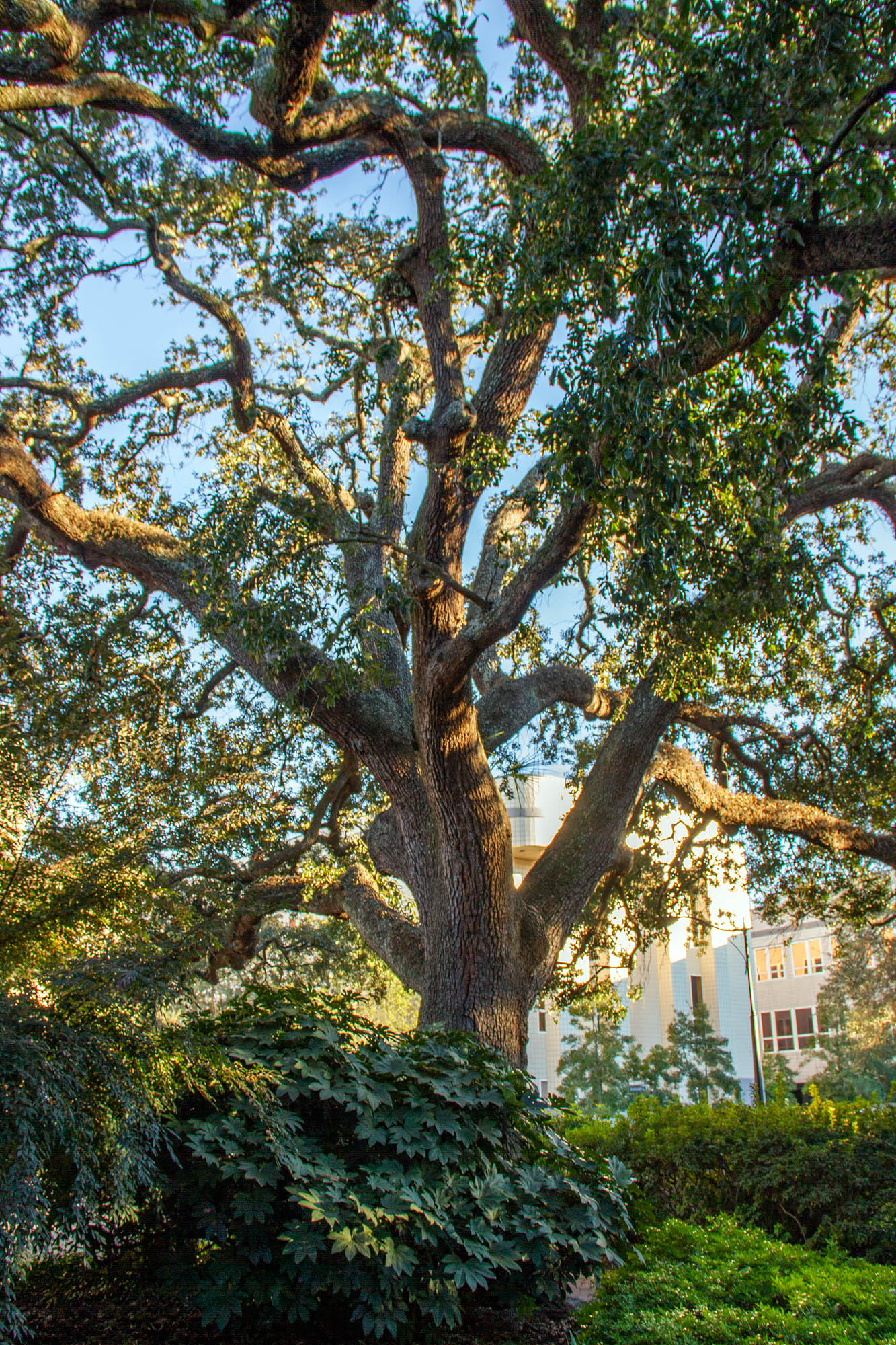Oak Tree Savannah