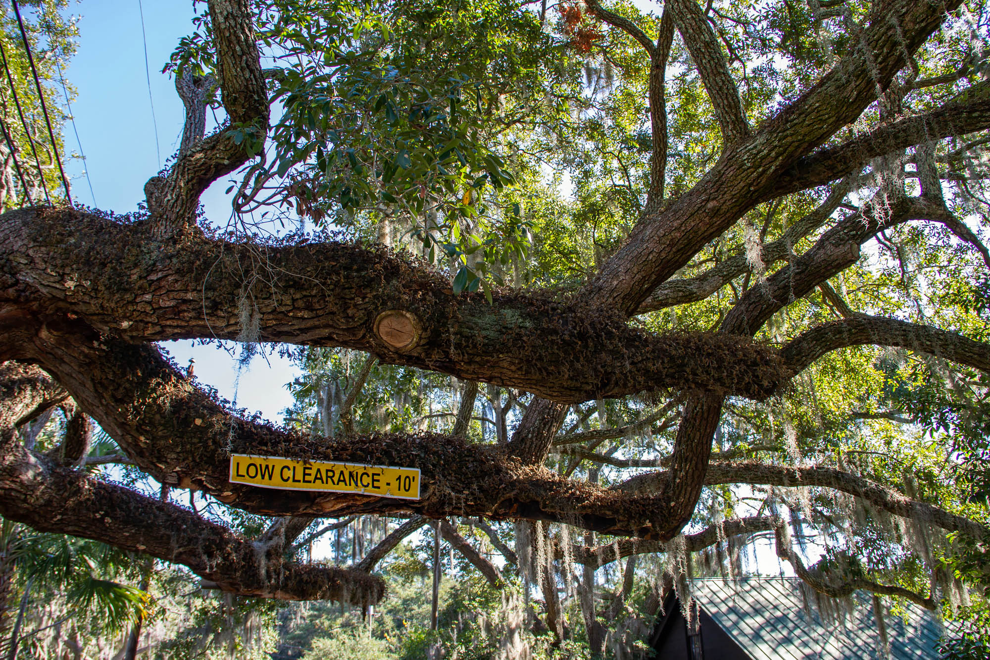 Low clearance sign oak tree