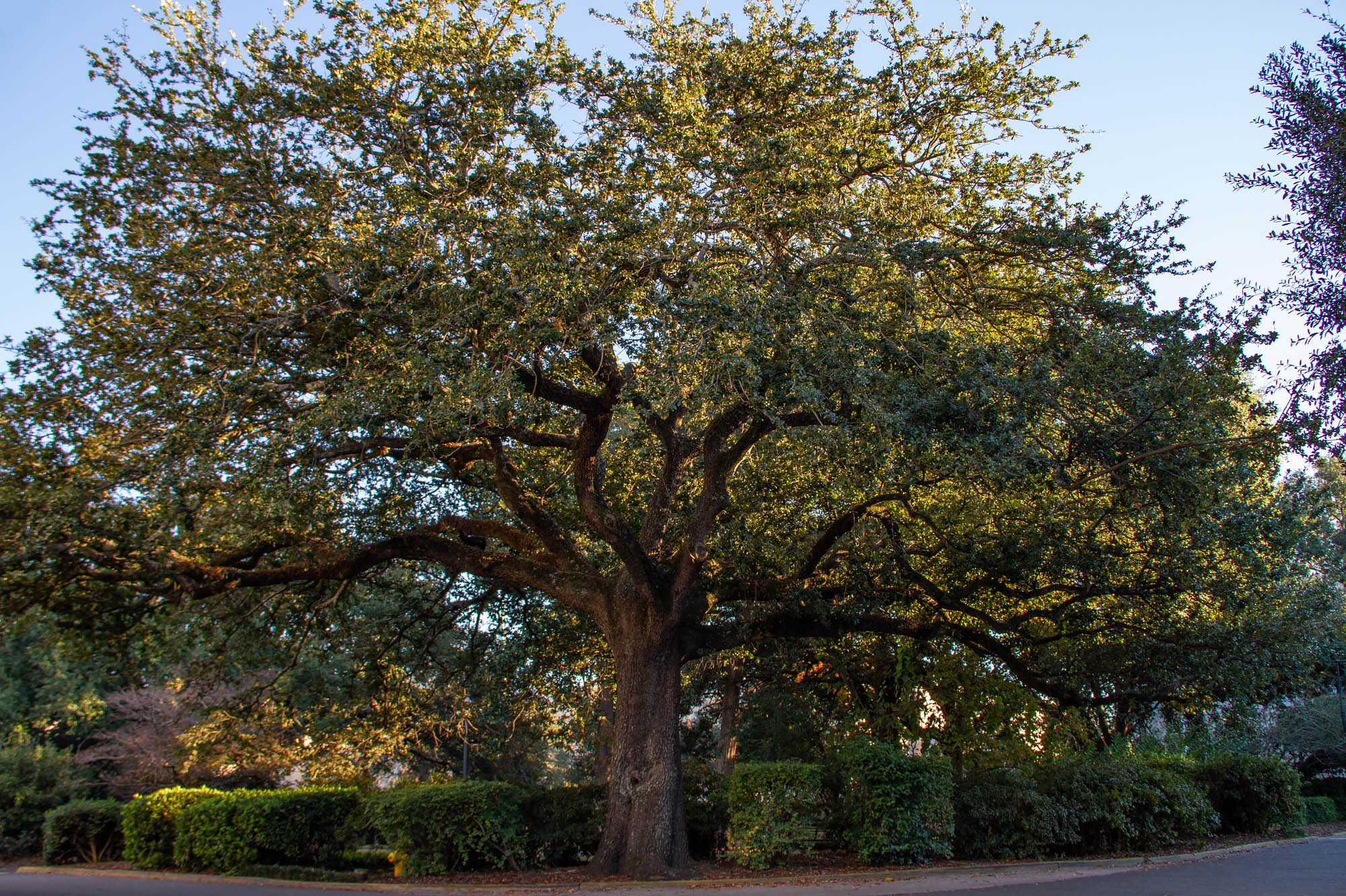 Massive Tree Savannah Square
