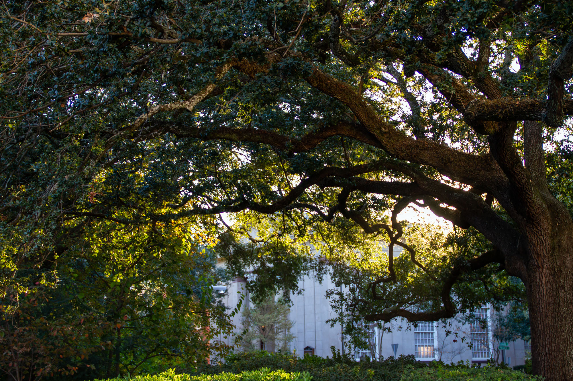 Tree at Telfair Square in Savannah